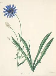 青い花のイラスト、季節の花のイラスト、パブ。 1829年（手描きの彫刻）