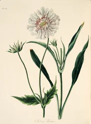 Caucasean Scabious、季節の花のイラスト、パブ。 1829年（手描きの彫刻）