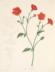 チリのエイヴンズ、季節のフローラルイラスト、パブ。 1829年（手描きの彫刻）