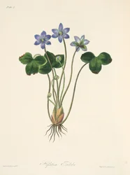 季節のフローラルイラストからの一般的な青いHepatica、パブ。 1829年（手描きの彫刻）