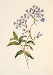 初期の開花シジミチョウ、季節の花のイラスト、パブ。 1829年（手描きの彫刻）
