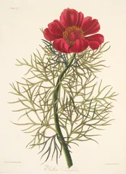 ファインリーフ牡丹、季節の花のイラスト、パブ。 1829年（手描きの彫刻）