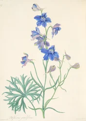 素晴らしい花の咲くラークスパー、季節の花のイラスト、パブ。 1829年（手描きの彫刻）
