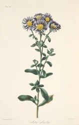 イタリアのアスター、季節の花のイラスト、パブ。 1829年（手描きの彫刻）