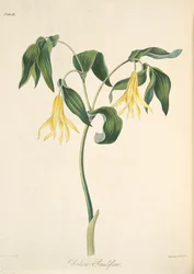 大きな花の咲くベルワート、季節の花のイラスト、パブ。 1829年（手描きの彫刻）