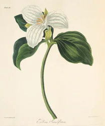 大きな花のエンレイソウ、季節の花のイラスト、パブ。 1829年（手描きの彫刻）