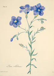 Narbonne Flax、季節の花のイラスト、パブ。 1829年（手描きの彫刻）