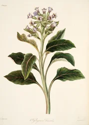 オリエンタルヒョスムス、季節の花のイラスト、パブ。 1829年（手描きの彫刻）