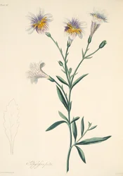 描かれたSalpiglossis、季節の花のイラスト、パブ。 1829年（手描きの彫刻）