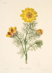 多年生のアドニス、季節の花のイラスト、パブ。 1829年（手描きの彫刻）