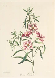 Pretty Clarkia、季節の花のイラスト、パブ。 1829年（手描きの彫刻）