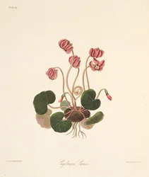 丸い葉のシクラメン、季節の花のイラスト、パブ。 1829年（手描きの彫刻）