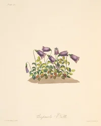Russet Bell Flower、季節のフローラルイラスト、パブ。 1829年（手描きの彫刻）