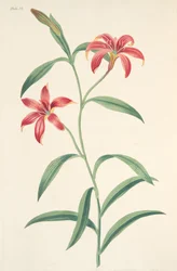 季節の花のイラストからの自色の中国のユリ、パブ。 1829年（手描きの彫刻）