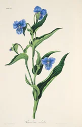 スカイブルーのコメリーナ、季節の花のイラスト、パブ。 1829年（手描きの彫刻）
