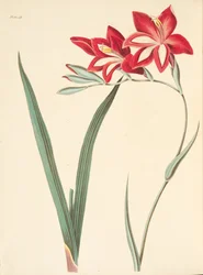 素晴らしい花のイラスト、季節のフローラルイラスト、パブから。 1829年（手描きの彫刻）