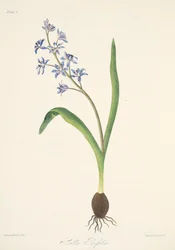 パブ、四季折々の花のイラストからの2葉スクイル。 1829年（手描きの彫刻）