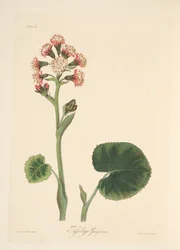 冬の花のイラストからの冬のヘリオトロープ、パブ。 1829年（手描きの彫刻）