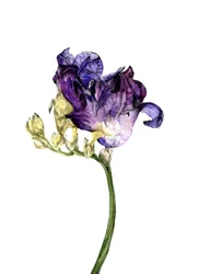 フリージアの花、2018年