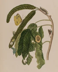 1705年に出版された「Metamorphosis insectorum Surinamensium」のイラスト。Ofte Verandering der Surinaamsche Insecten」（1705年出版）の図版（彩色済み彫刻）。