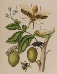 1705年に出版された「Metamorphosis insectorum Surinamensium」のイラスト。Ofte Verandering der Surinaamsche Insecten」（1705年出版）の図版（彩色済み彫刻）。