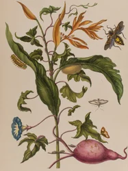 1705年に出版された「Metamorphosis insectorum Surinamensium」のイラスト。Ofte Verandering der Surinaamsche Insecten」（1705年出版）の図版（彩色済み彫刻）。