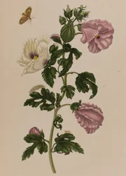 1705年に出版された「Metamorphosis insectorum Surinamensium」のイラスト。Ofte Verandering der Surinaamsche Insecten」（1705年出版）の図版（彩色済み彫刻）。