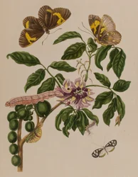 1705年に出版された「Metamorphosis insectorum Surinamensium」のイラスト。Ofte Verandering der Surinaamsche Insecten」（1705年出版）の図版（彩色済み彫刻）。