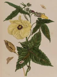 1705年に出版された「Metamorphosis insectorum Surinamensium」のイラスト。Ofte Verandering der Surinaamsche Insecten」（1705年出版）の図版（彩色済み彫刻）。