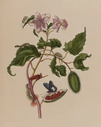 1705年に出版された「Metamorphosis insectorum Surinamensium」のイラスト。Ofte Verandering der Surinaamsche Insecten」（1705年出版）の図版（彩色済み彫刻）。