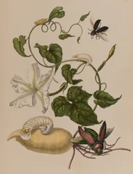 1705年に出版された「Metamorphosis insectorum Surinamensium」のイラスト。Ofte Verandering der Surinaamsche Insecten」（1705年出版）の図版（彩色済み彫刻）。