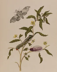 1705年に出版された「Metamorphosis insectorum Surinamensium」のイラスト。Ofte Verandering der Surinaamsche Insecten」（1705年出版）の図版（彩色済み彫刻）。