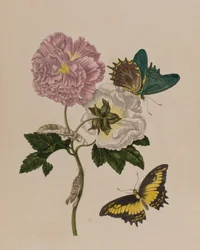 1705年に出版された「Metamorphosis insectorum Surinamensium」のイラスト。Ofte Verandering der Surinaamsche Insecten」（1705年出版）の図版（彩色済み彫刻）。
