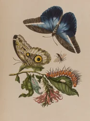 1705年に出版された「Metamorphosis insectorum Surinamensium」のイラスト。Ofte Verandering der Surinaamsche Insecten」（1705年出版）の図版（彩色済み彫刻）。