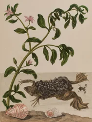 1705年に出版された「Metamorphosis insectorum Surinamensium」のイラスト。Ofte Verandering der Surinaamsche Insecten」（1705年出版）の図版（彩色済み彫刻）。