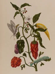 1705年に出版された「Metamorphosis insectorum Surinamensium」のイラスト。Ofte Verandering der Surinaamsche Insecten」（1705年出版）の図版（彩色済み彫刻）。