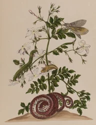 1705年に出版された「Metamorphosis insectorum Surinamensium」のイラスト。Ofte Verandering der Surinaamsche Insecten」（1705年出版）の図版（彩色済み彫刻）。