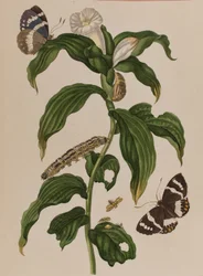 1705年に出版された「Metamorphosis insectorum Surinamensium」のイラスト。Ofte Verandering der Surinaamsche Insecten」（1705年出版）の図版（彩色済み彫刻）。