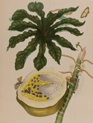 1705年に出版された「Metamorphosis insectorum Surinamensium」のイラスト。Ofte Verandering der Surinaamsche Insecten」（1705年出版）の図版（彩色済み彫刻）。