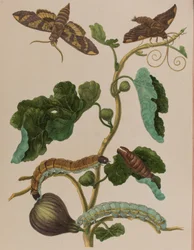 1705年に出版された「Metamorphosis insectorum Surinamensium」のイラスト。Ofte Verandering der Surinaamsche Insecten」（1705年出版）の図版（彩色済み彫刻）。
