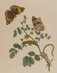 1705年に出版された「Metamorphosis insectorum Surinamensium」のイラスト。Ofte Verandering der Surinaamsche Insecten」（1705年出版）の図版（彩色済み彫刻）。