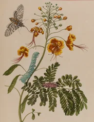 1705年に出版された「Metamorphosis insectorum Surinamensium」のイラスト。Ofte Verandering der Surinaamsche Insecten」（1705年出版）の図版（彩色済み彫刻）。