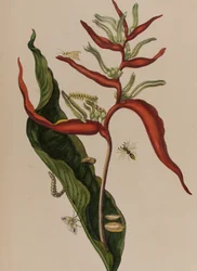 1705年に出版された「Metamorphosis insectorum Surinamensium」のイラスト。Ofte Verandering der Surinaamsche Insecten」（1705年出版）の図版（彩色済み彫刻）。