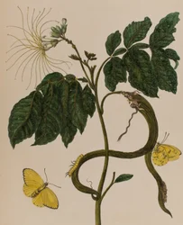 1705年に出版された「Metamorphosis insectorum Surinamensium」のイラスト。Ofte Verandering der Surinaamsche Insecten」（1705年出版）の図版（彩色済み彫刻）。