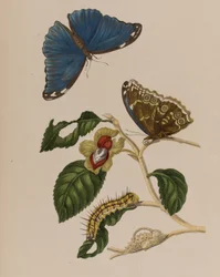 1705年に出版された「Metamorphosis insectorum Surinamensium」のイラスト。Ofte Verandering der Surinaamsche Insecten」（1705年出版）の図版（彩色済み彫刻）。