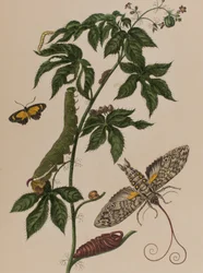 1705年に出版された「Metamorphosis insectorum Surinamensium」のイラスト。Ofte Verandering der Surinaamsche Insecten」（1705年出版）の図版（彩色済み彫刻）。