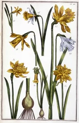 不明な画像