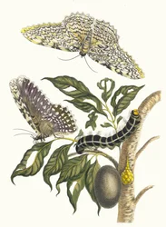 Arbre de gomme-gutte. 1705 年に『Metamorphosisinstorum Surinamensium』という本から。