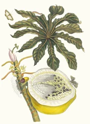 カリカパパイヤ。 1705 年に『Metamorphosisinstorum Surinamensium』という本から。