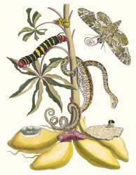 キャッサバ。 1705 年に『Metamorphosisinstorum Surinamensium』という本から。